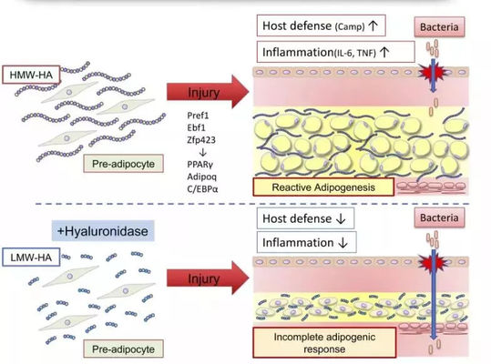 지방 분해를 위한 레몬병 리폴리틱 솔루션 주사